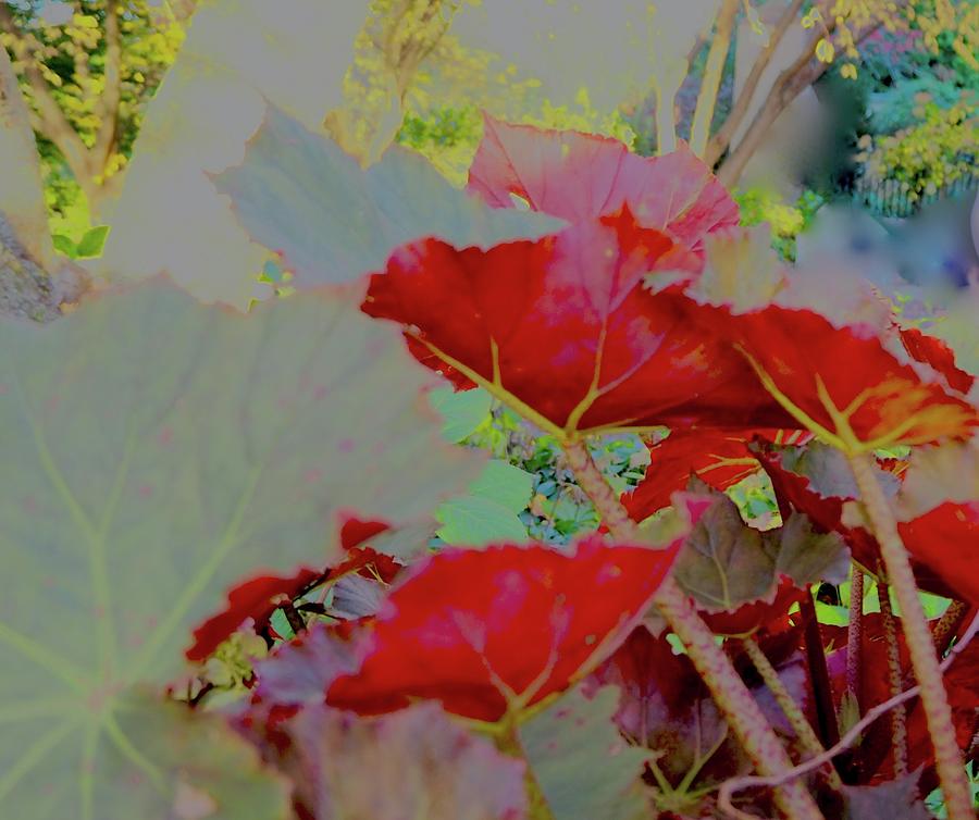 Secret Garden Of Begonia Mixed Media by Alida M Haslett