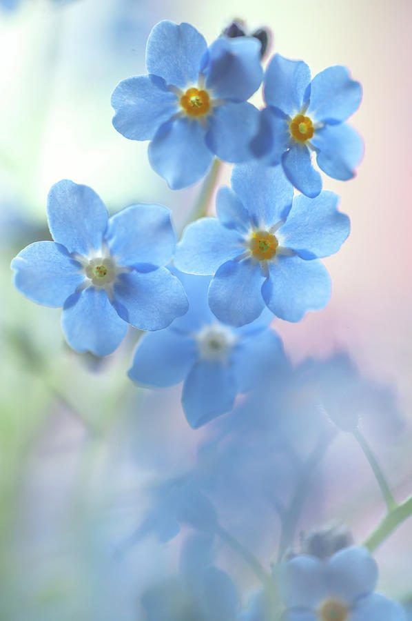 Secret Life of Flowers. Subtle Beauty of Forget-Me-Not 1 Photograph by Jenny Rainbow