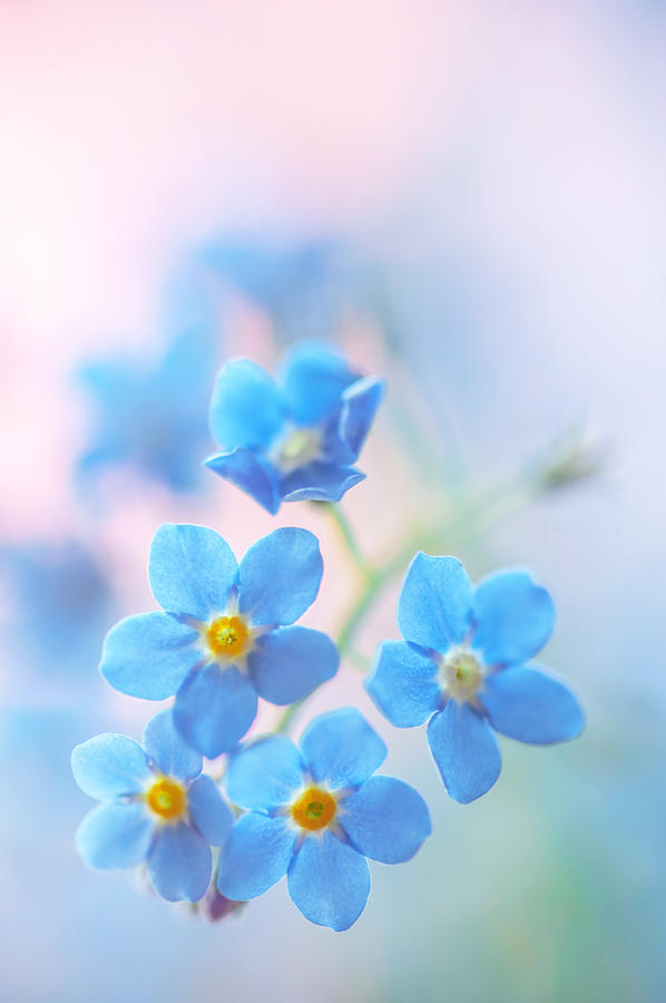 Secret Life of Flowers. Subtle Beauty of Forget-Me-Not 10 Photograph by Jenny Rainbow