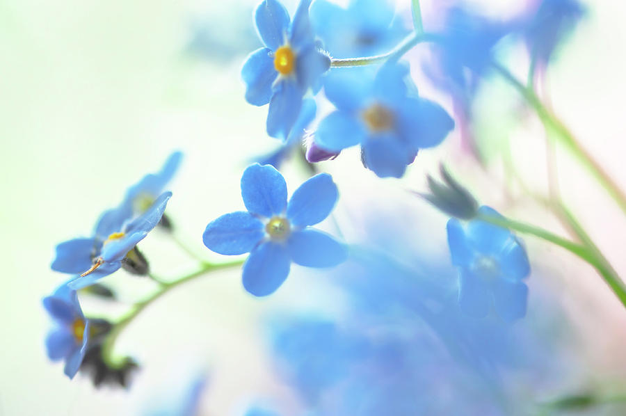 Secret Life of Flowers. Subtle Beauty of Forget-Me-Not 11 Photograph by Jenny Rainbow
