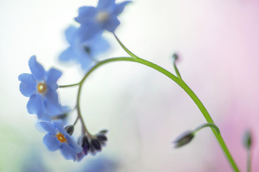 Secret Life of Flowers. Subtle Beauty of Forget-Me-Not 12 Photograph by Jenny Rainbow