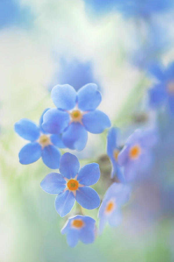 Secret Life of Flowers. Subtle Beauty of Forget-Me-Not 13 Photograph by Jenny Rainbow