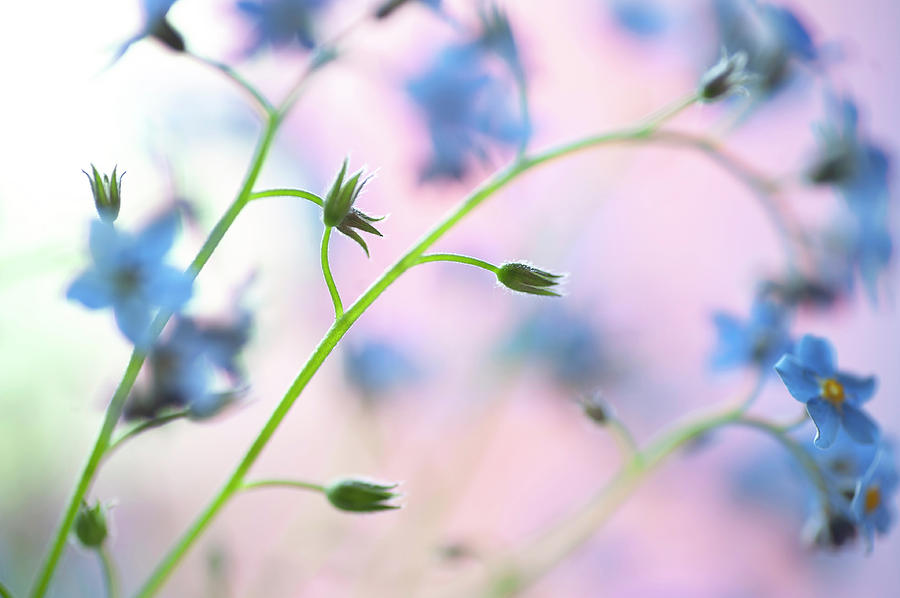 Secret Life of Flowers. Subtle Beauty of Forget-Me-Not 14 Photograph by Jenny Rainbow