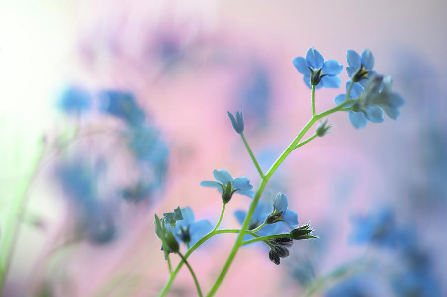 Secret Life of Flowers. Subtle Beauty of Forget-Me-Not 15 Photograph by Jenny Rainbow