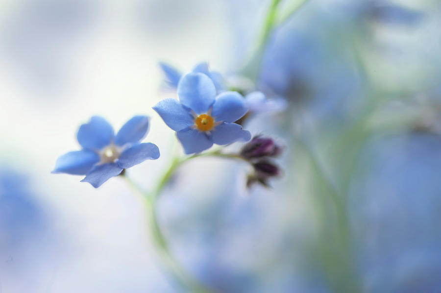 Secret Life of Flowers. Subtle Beauty of Forget-Me-Not 16 Photograph by Jenny Rainbow