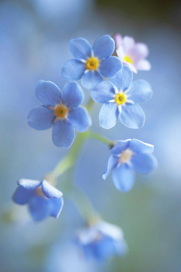 Secret Life of Flowers. Subtle Beauty of Forget-Me-Not 17 Photograph by Jenny Rainbow