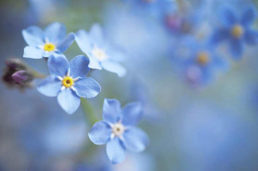 Secret Life of Flowers. Subtle Beauty of Forget-Me-Not 18 Photograph by Jenny Rainbow