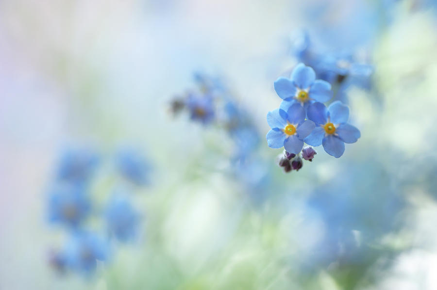 Secret Life of Flowers. Subtle Beauty of Forget-Me-Not 2 Photograph by Jenny Rainbow