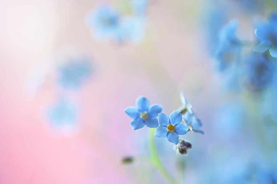 Secret Life of Flowers. Subtle Beauty of Forget-Me-Not 21 Photograph by Jenny Rainbow
