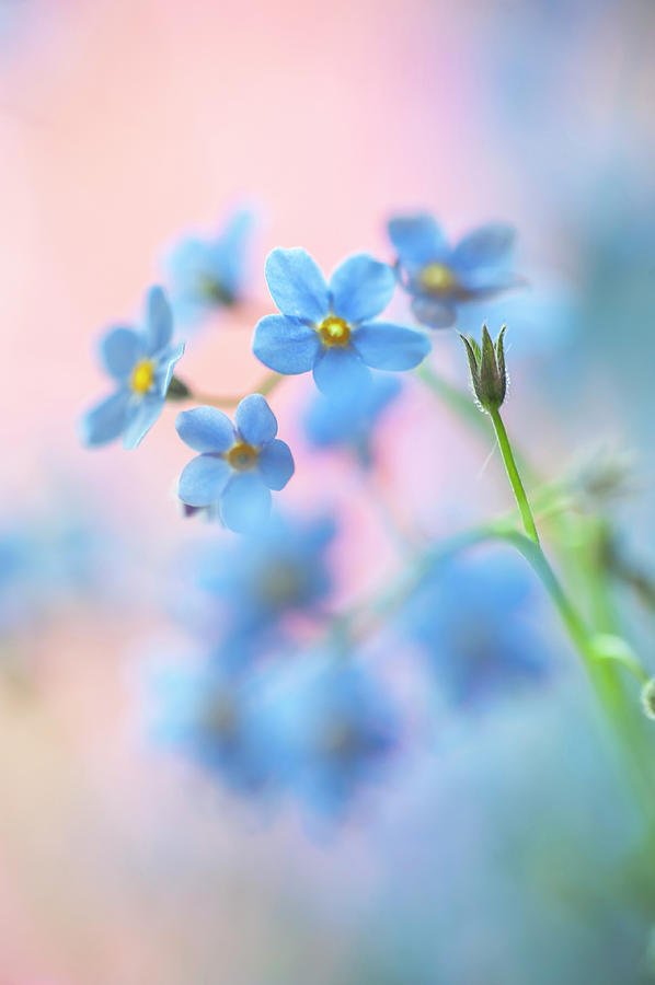 Secret Life of Flowers. Subtle Beauty of Forget-Me-Not 22 Photograph by Jenny Rainbow