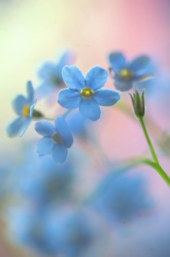 Secret Life of Flowers. Subtle Beauty of Forget-Me-Not 23 Photograph by Jenny Rainbow