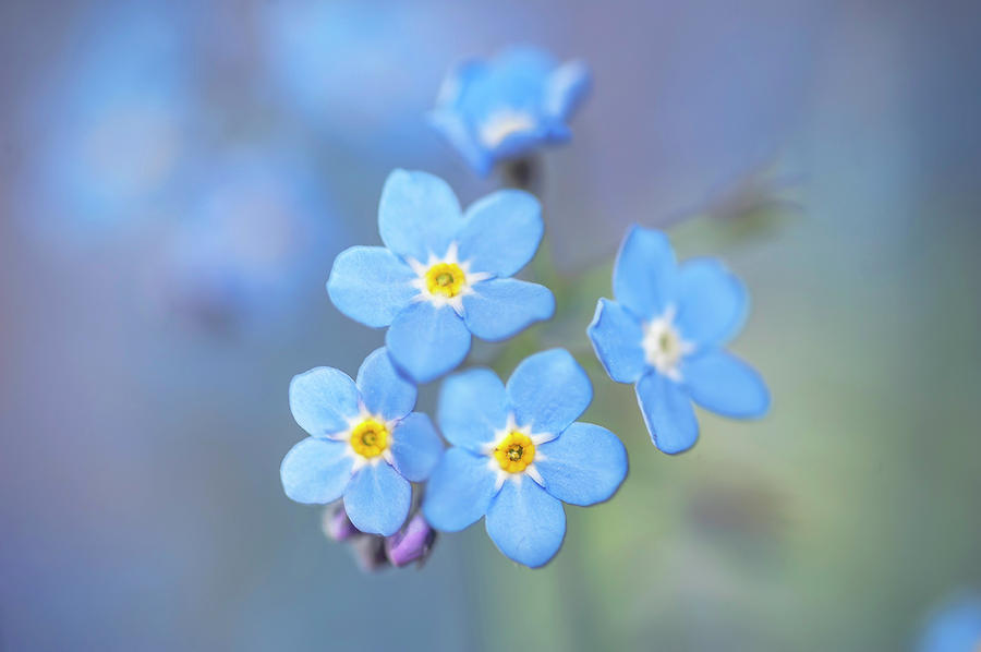 Secret Life of Flowers. Subtle Beauty of Forget-Me-Not 24 Photograph by Jenny Rainbow