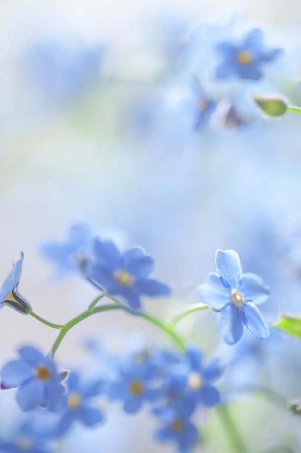 Secret Life of Flowers. Subtle Beauty of Forget-Me-Not 26 Photograph by Jenny Rainbow
