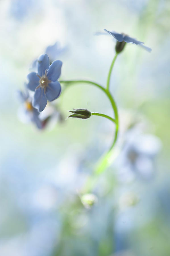 Secret Life of Flowers. Subtle Beauty of Forget-Me-Not 27 Photograph by Jenny Rainbow