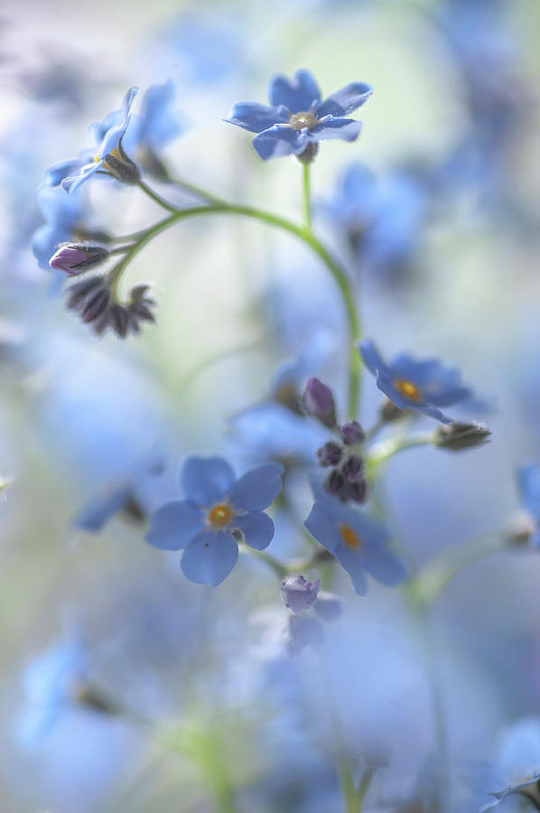 Secret Life of Flowers. Subtle Beauty of Forget-Me-Not 28 Photograph by Jenny Rainbow
