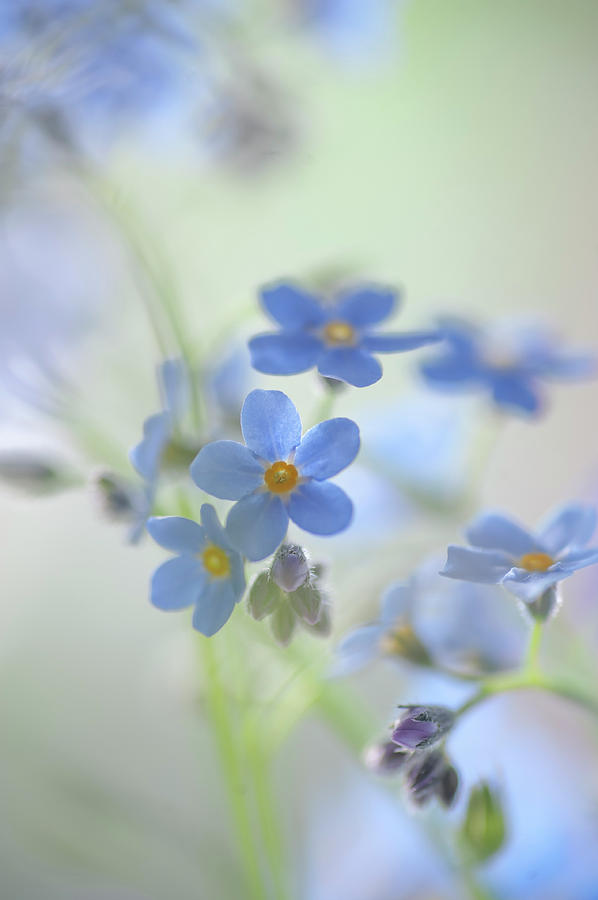 Secret Life of Flowers. Subtle Beauty of Forget-Me-Not 29 Photograph by Jenny Rainbow