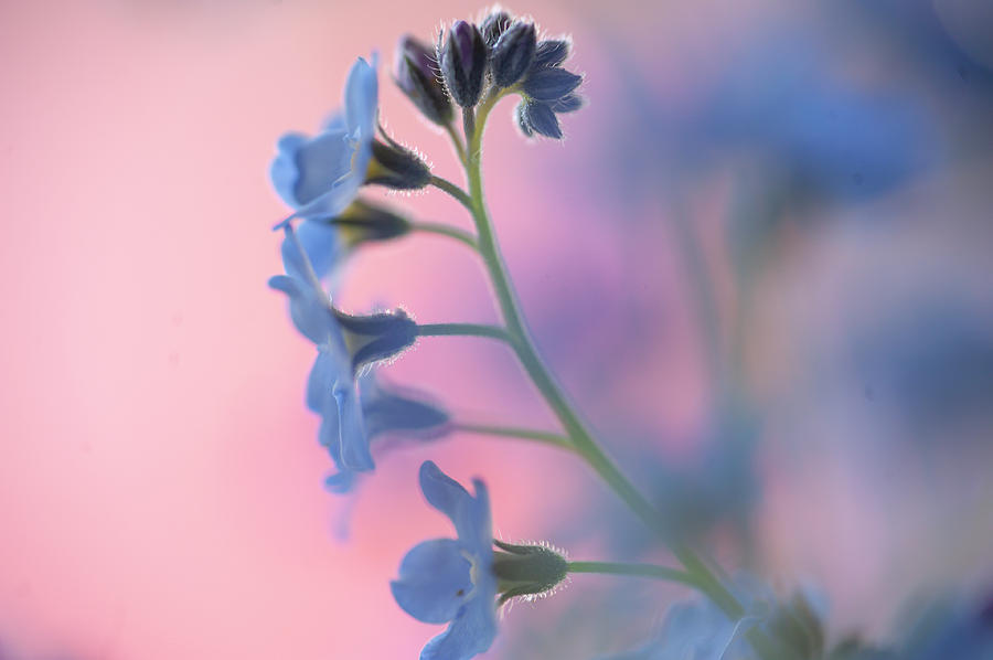 Secret Life of Flowers. Subtle Beauty of Forget-Me-Not 3 Photograph by Jenny Rainbow
