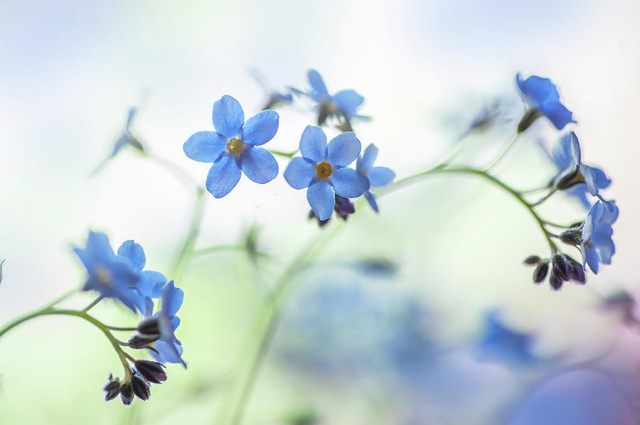 Secret Life of Flowers. Subtle Beauty of Forget-Me-Not 4 Photograph by Jenny Rainbow
