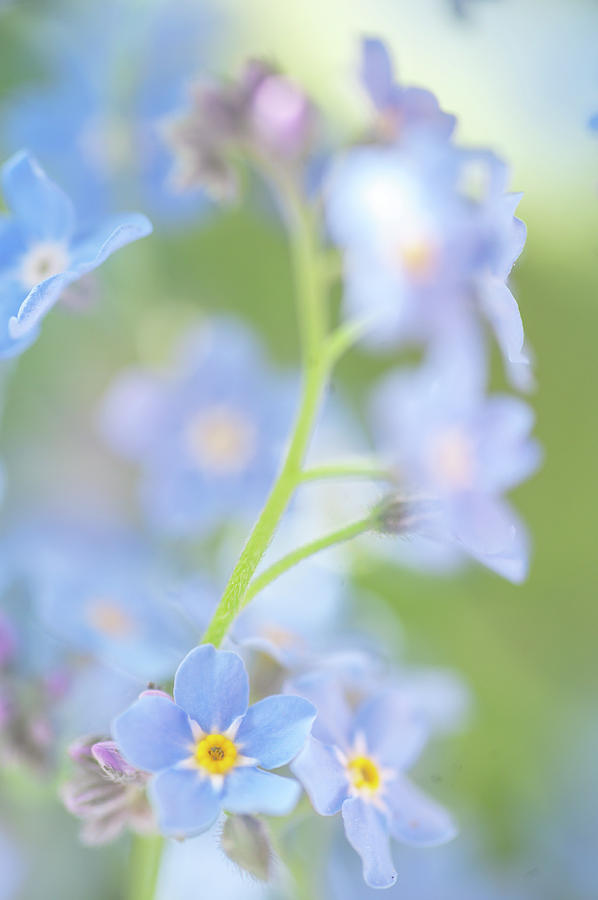 Secret Life of Flowers. Subtle Beauty of Forget-Me-Not 5 Photograph by Jenny Rainbow