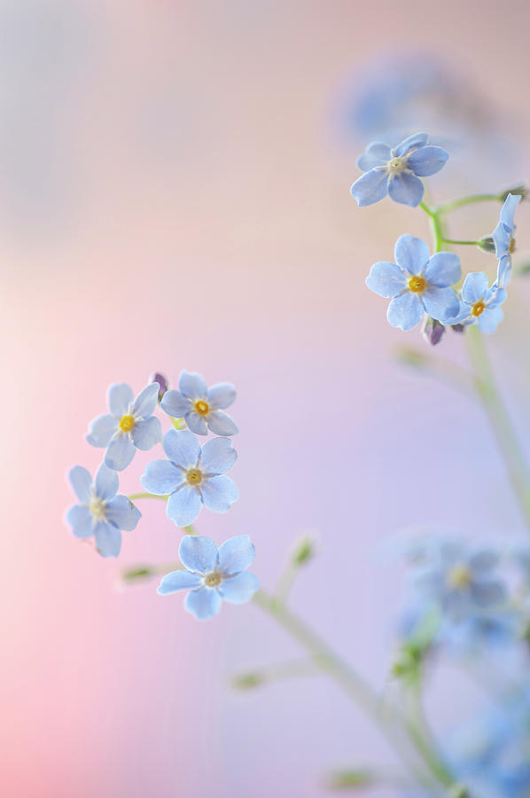 Secret Life of Flowers. Subtle Beauty of Forget-Me-Not 7 Photograph by Jenny Rainbow
