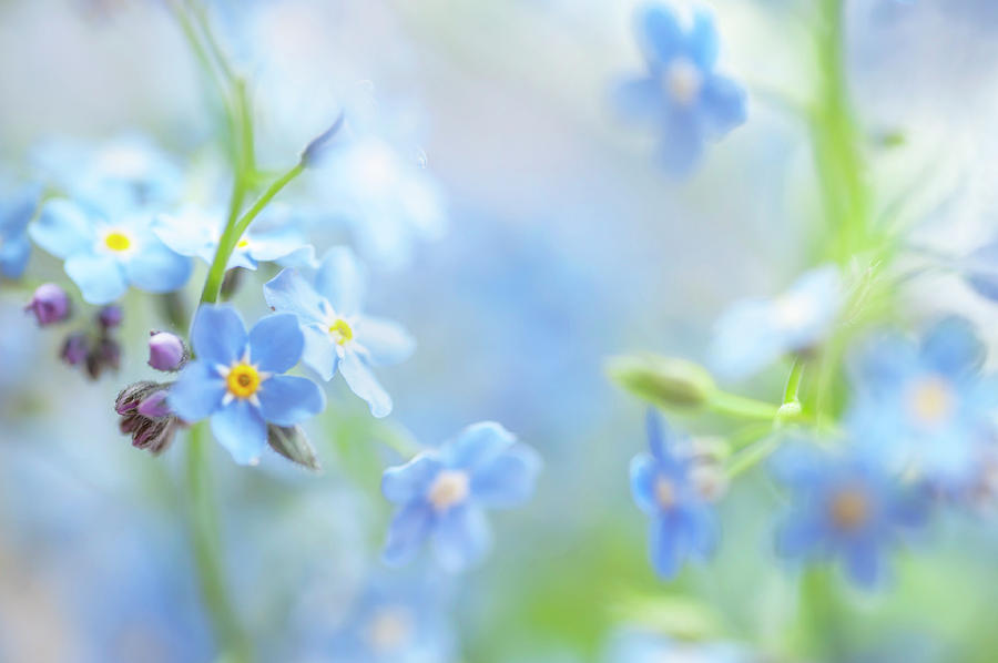 Secret Life of Flowers. Subtle Beauty of Forget-Me-Not 8 Photograph by Jenny Rainbow