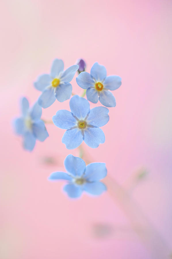 Secret Life of Flowers. Subtle Beauty of Forget-Me-Not 9 Photograph by Jenny Rainbow
