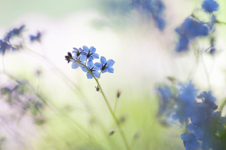 Secret Life of Flowers. Subtle Beauty of Forget-Me-Not Photograph by Jenny Rainbow