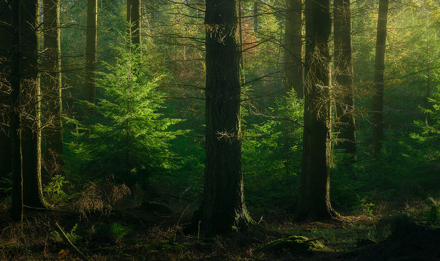 Secret Life Of Trees Photograph by Milos Lach