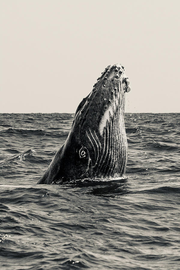 Secret Of Whale Photograph by Serge Melesan