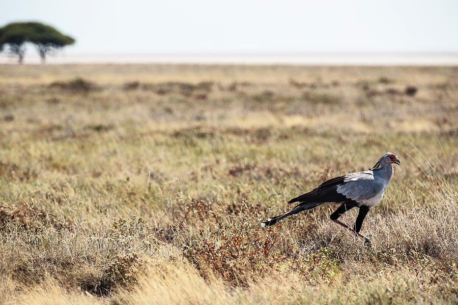 Secretary Bird In The Etosha National Park, Namibia, Africa Photograph by Wilfried Feder