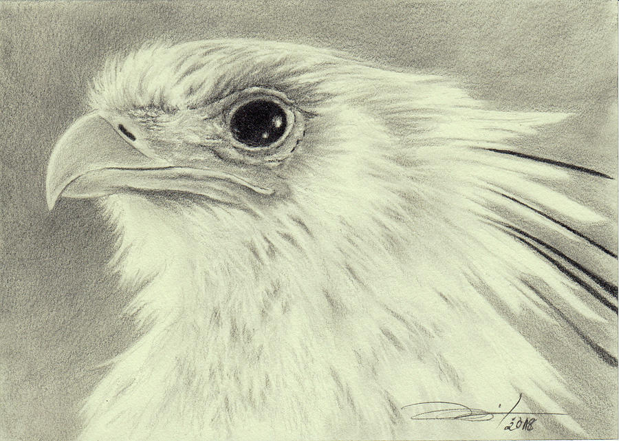 Secretary Bird Drawing by Myra Naito - Fine Art America