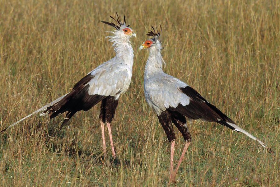 Secretary Birds Sagittarius Photograph by Nhpa - Fine Art America