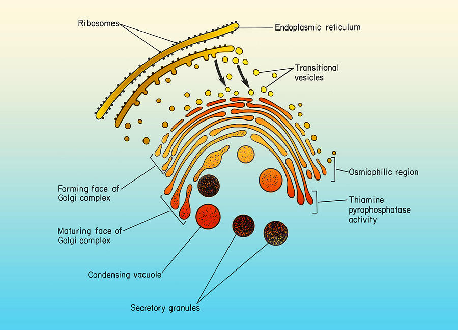 Secretory Granules And Golgi Apparatus Photograph by Science Source ...