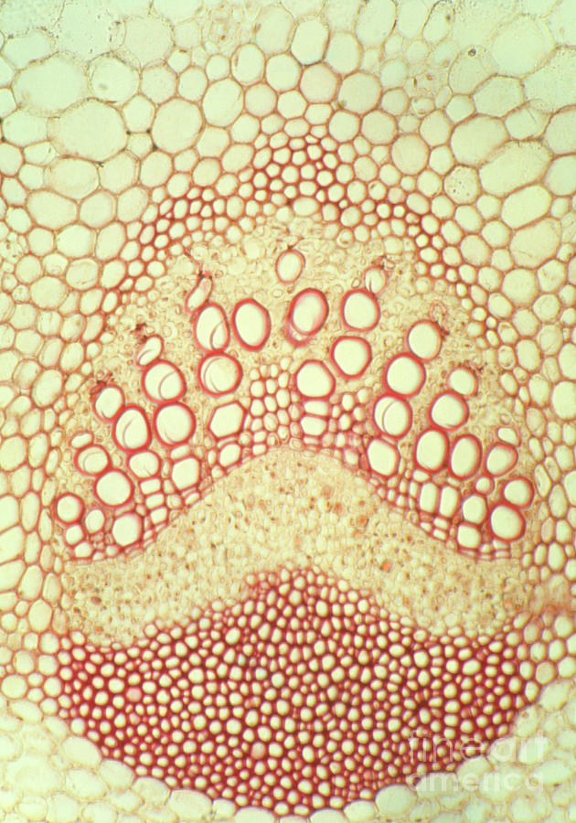 Section Through Stem Of Sunflower Photograph by John Durham/science ...