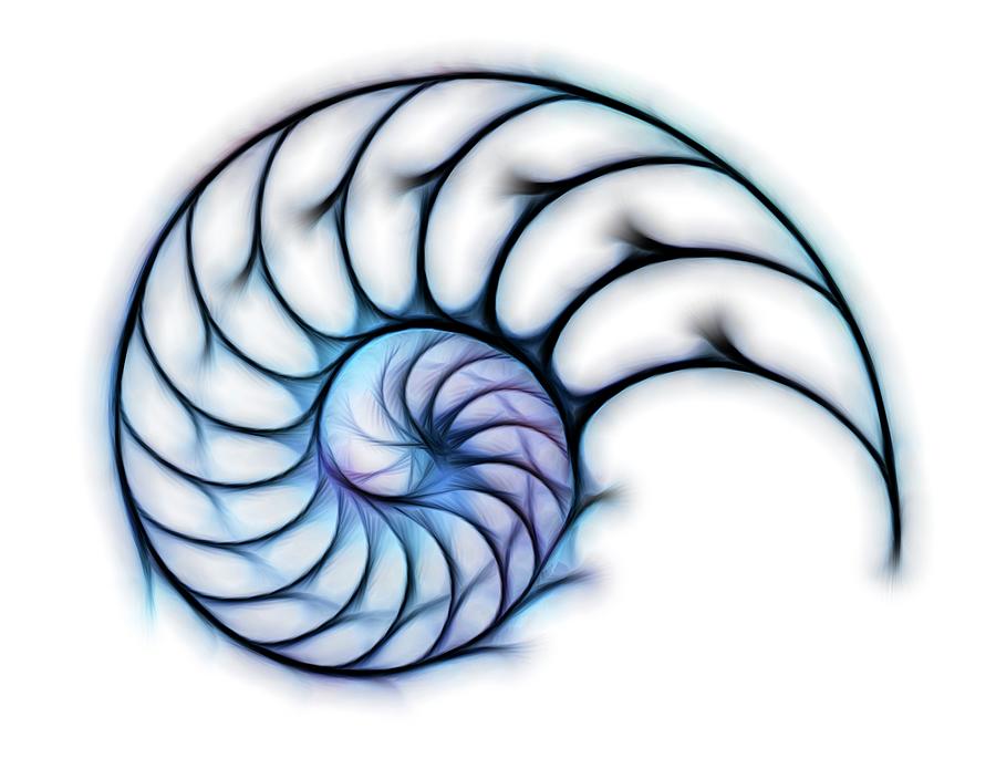 Sectioned Shell Of A Nautilus, Artwork Digital Art by Pasieka