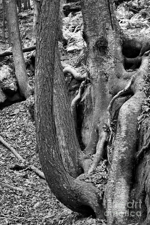 Securely Rooted Black And White Photograph by Adam Jewell