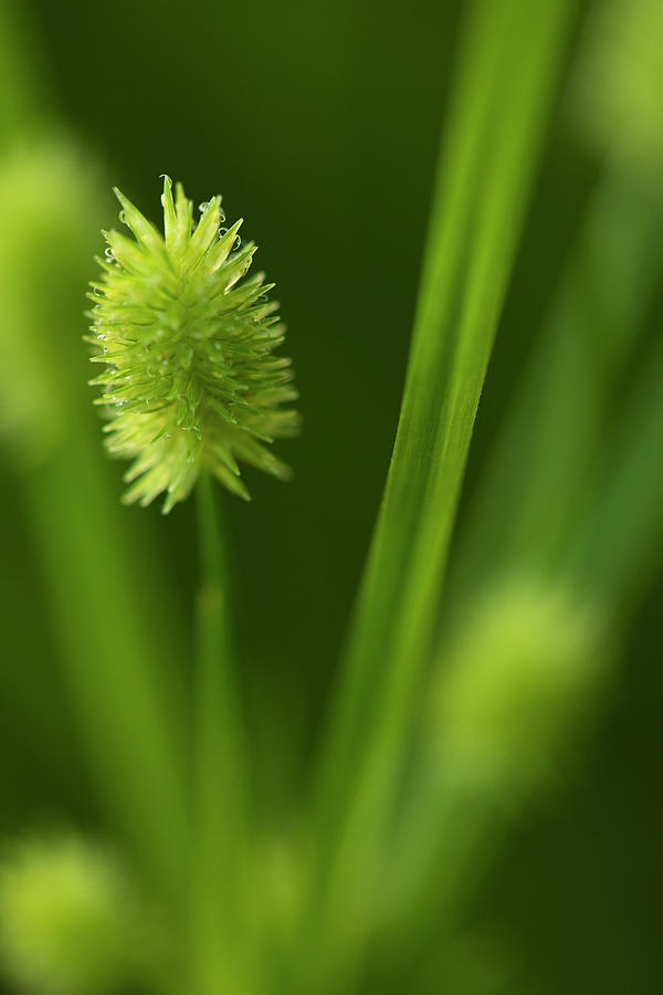Sedge by Karen Rispin Sedge by Karen Rispin