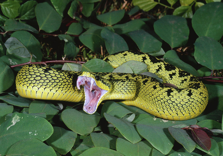 Sedge Viper Ready To Strike Atheris Photograph by Nhpa - Pixels