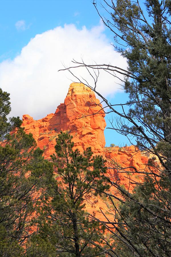 Sedona Adobe Jack Trail blue sky clouds trees red rock 5130 Photograph by David Frederick