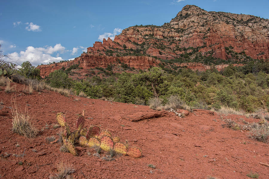 Sedona red rock and cacti Photograph by Alan Goldberg