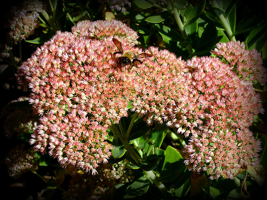 Sedum and Bee 013 Photograph by Mike McBrayer