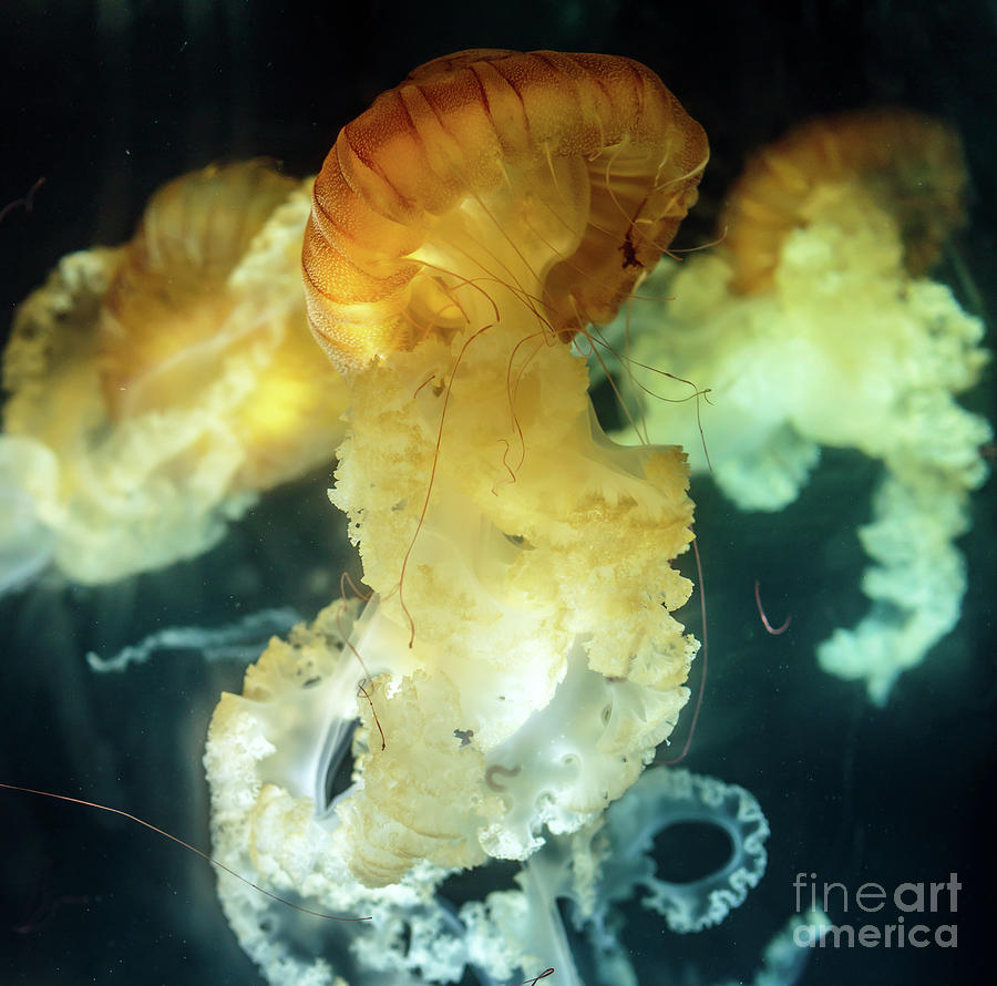 See nettle Chrysaora hyoscella Photograph by Ragnar Lothbrok