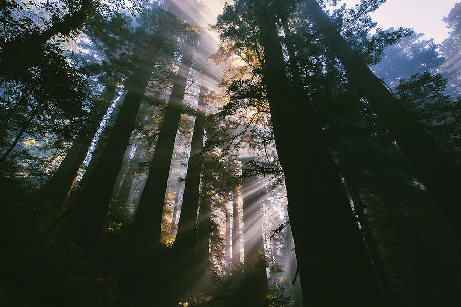 See The Light, California Redwoods Photograph by Vincent James