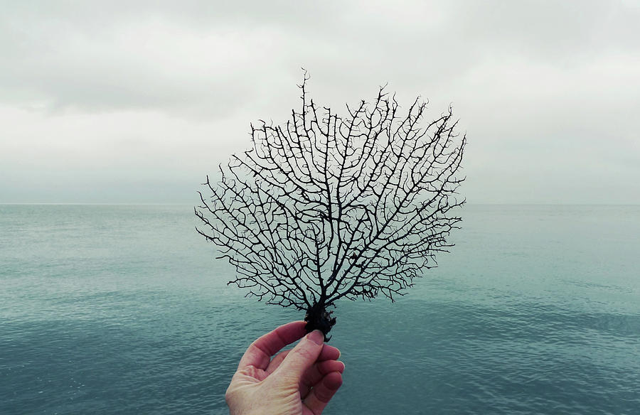 See The Sea Fan Photograph by Fiona Crawford Watson