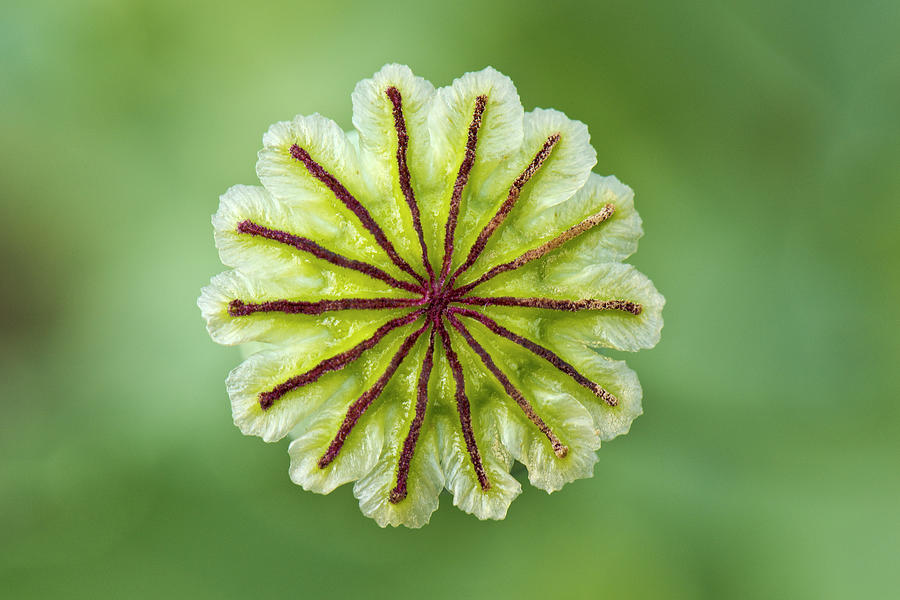 Seed Capsule Opium Poppy Photograph by Nigel Cattlin