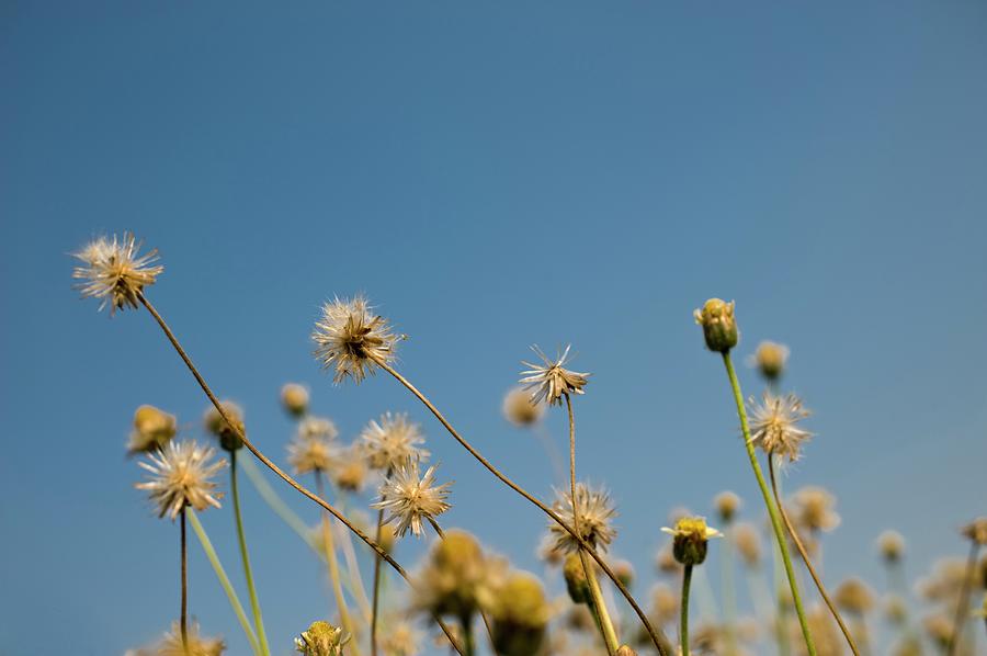 Seed Heads Against A Blue Sky Photograph by Design Pics / Stuart Corlett