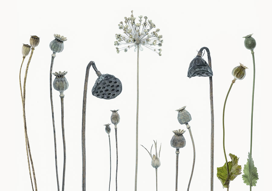 Flower Photograph - Seed Heads by Lotte Grnkjr