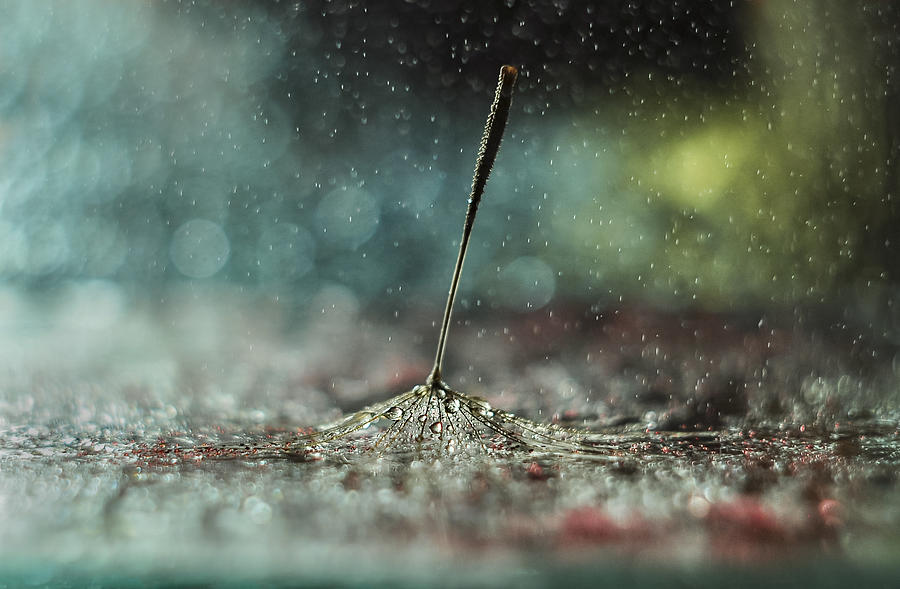 Dandelion Photograph - Seed In The Rain by Ivelina Blagoeva