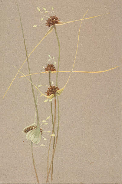 Flower Painting - Seeds and Sprouts by Lilias Trotter