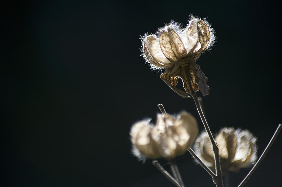 Seed Pods Of Confederate Rose Photograph by Wataru Yanagida